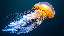 The Graceful Jellyfish Are Freely Wandering In The Vast Expanse Of The Sea. Their Translucent Bodies Move With An Ethereal Grace, Stock Image