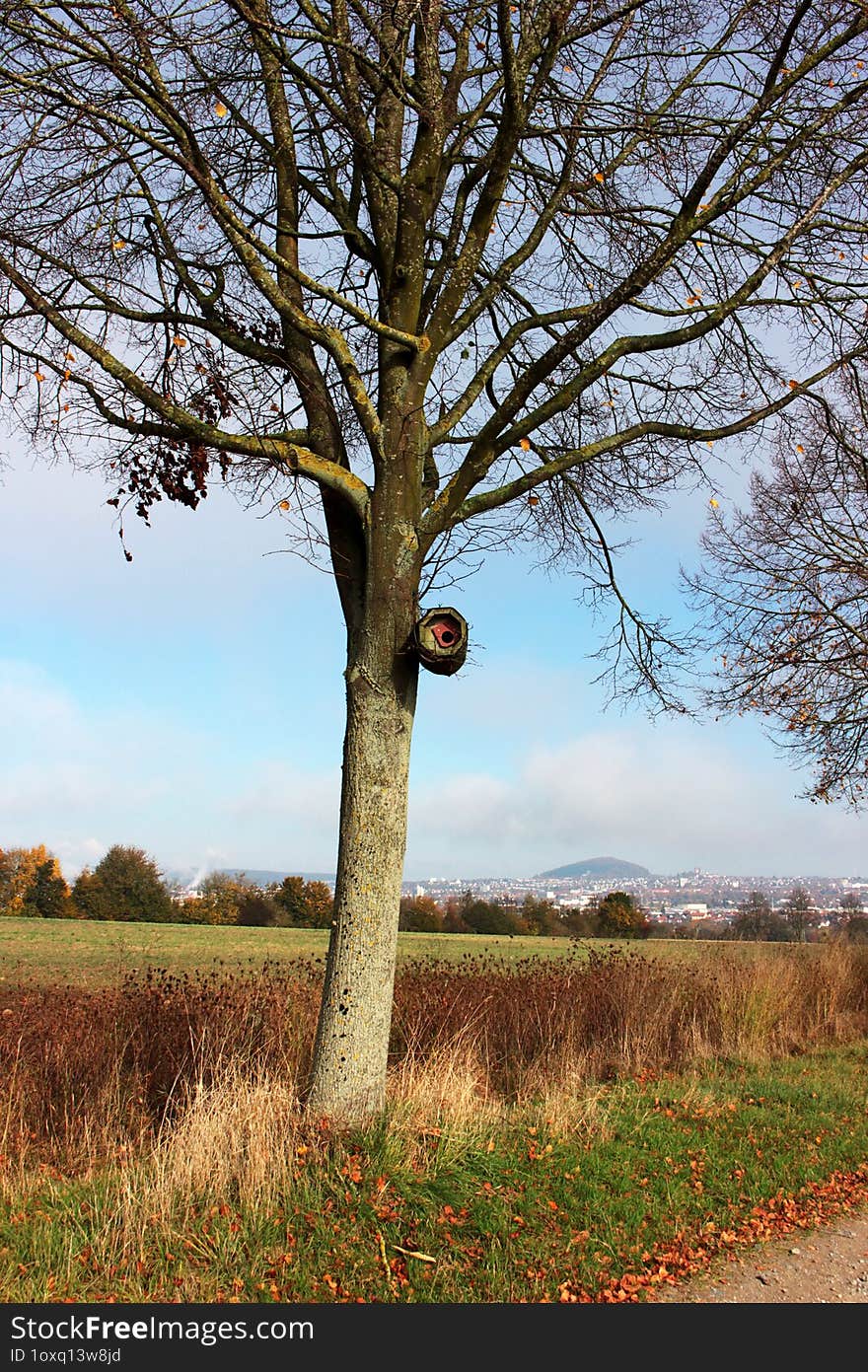 An image of a bird house on a lonely leafless tree.