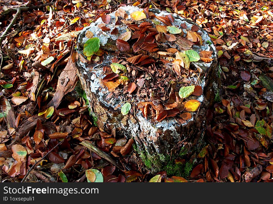 An image of an old stump in the forest, covered with old leaves and mushrooms.