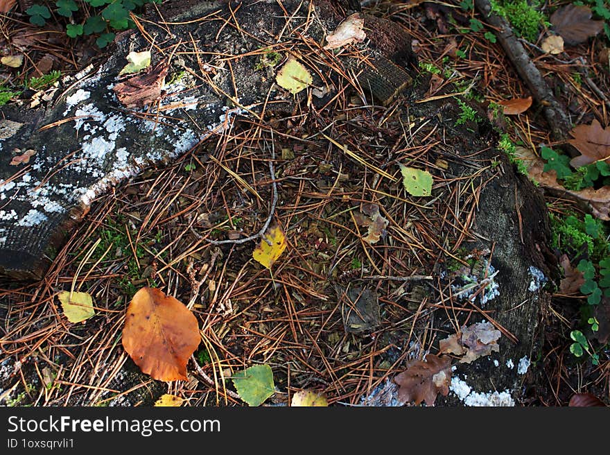 An image of an old stump in the forest, covered with old leaves and mushrooms.