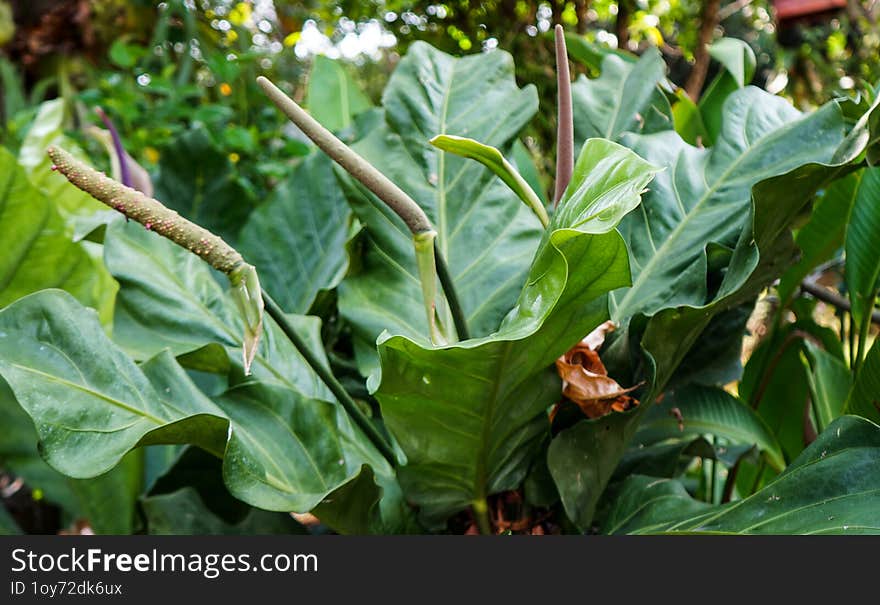 Large Anthurium Hookeri plant, also known as bird& x27 s nest anthurium. was once an expensive plant in Asia