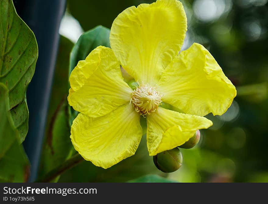 Yellow Dilleniaceae flower is blooming in the flowers garden