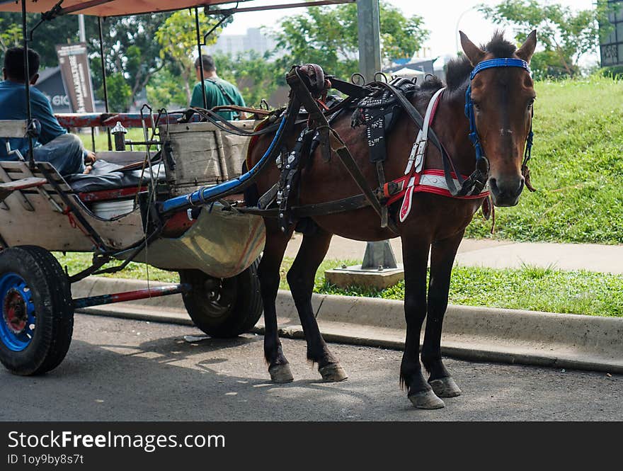 Horse carriage for rent at a tourist spot in the city of Jakarta