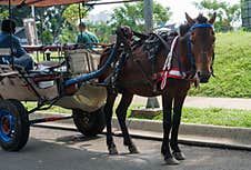 Horse Carriage For Rent At A Tourist Spot In The City Of Jakarta Stock Photography