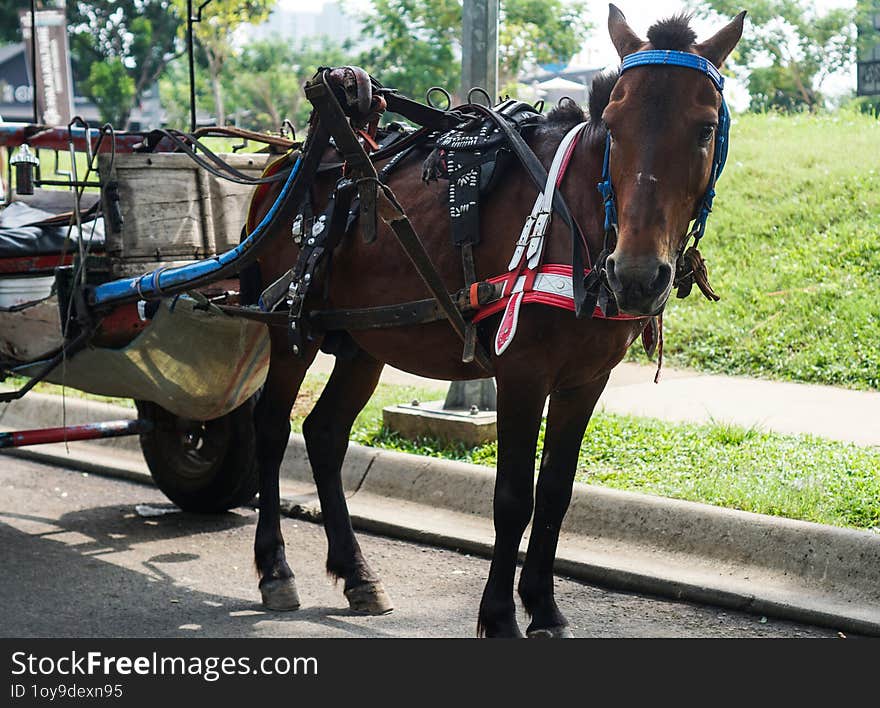 Horse carriage for rent at a tourist spot in the city of Jakarta, November 2024