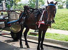 Horse Carriage For Rent At A Tourist Spot In The City Of Jakarta, November 2024 Royalty Free Stock Images