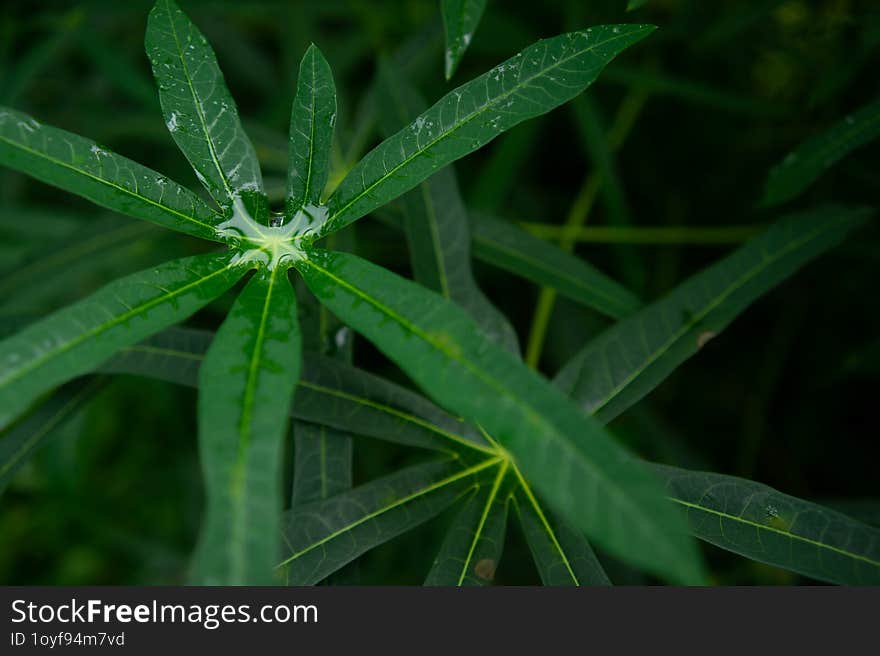 Selected Focus Photo Of Cassava Leaves Wet From Rain With Blurred Background