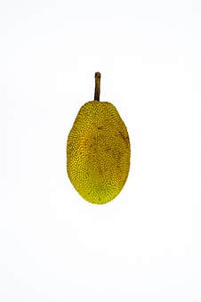 Selected Focus Photo Of Ripe Jackfruit With Stalk In Front Isolated On Blurred White Background Stock Photography