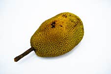 Selected Focus Photo Of Ripe Jackfruit With Stalk In Front Isolated On Blurred White Background Royalty Free Stock Photography