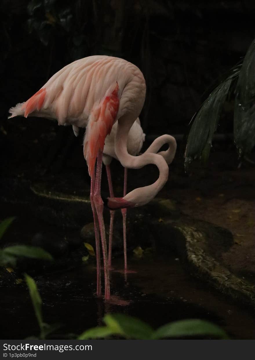 Bird watching at Zoo Sri Lanka