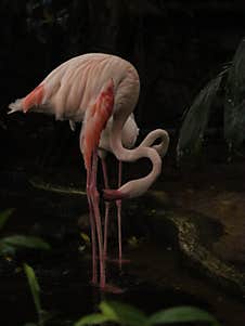 Bird Watching At Zoo Sri Lanka Royalty Free Stock Photos