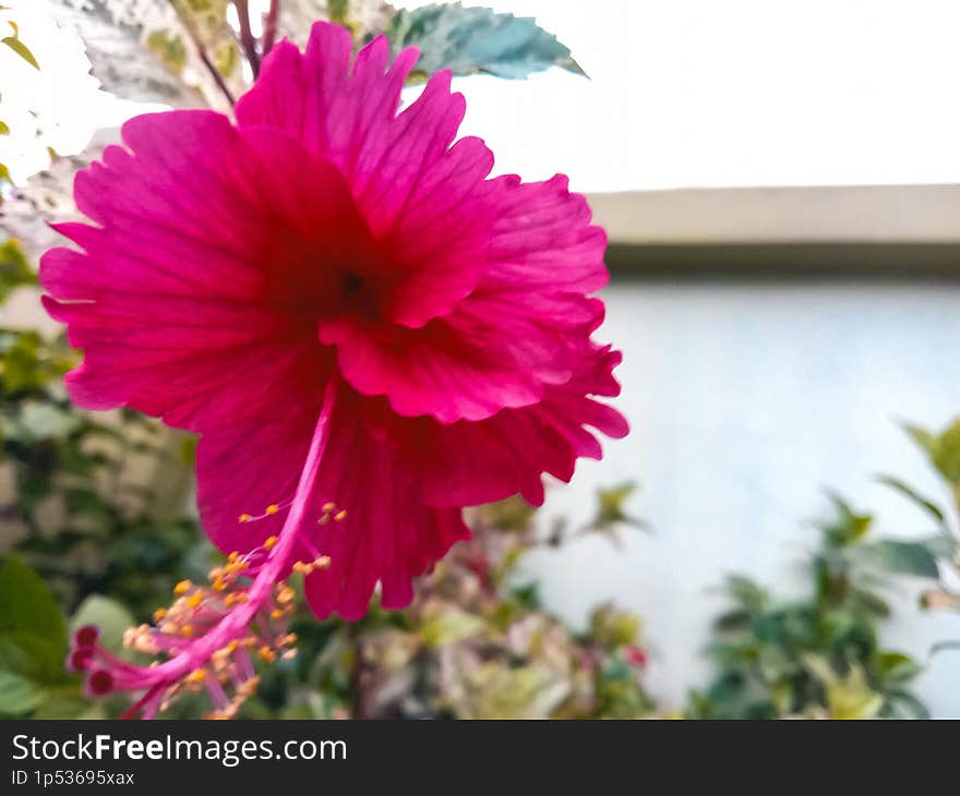 Hibiscus growing in the front garden.