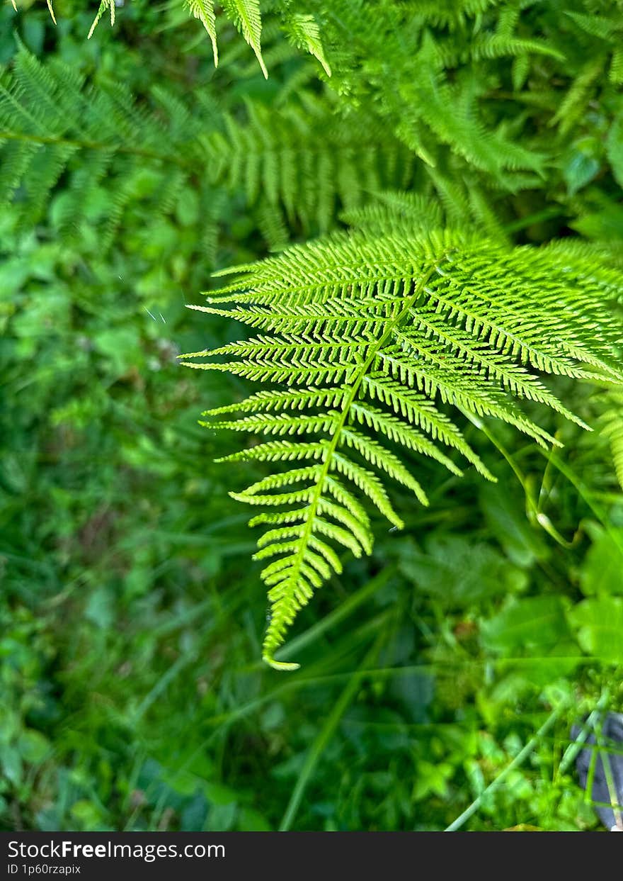 solitary fern frond reaches for the sky, its emerald fronds unfurling like a delicate feather. The soft, diffused light creates a