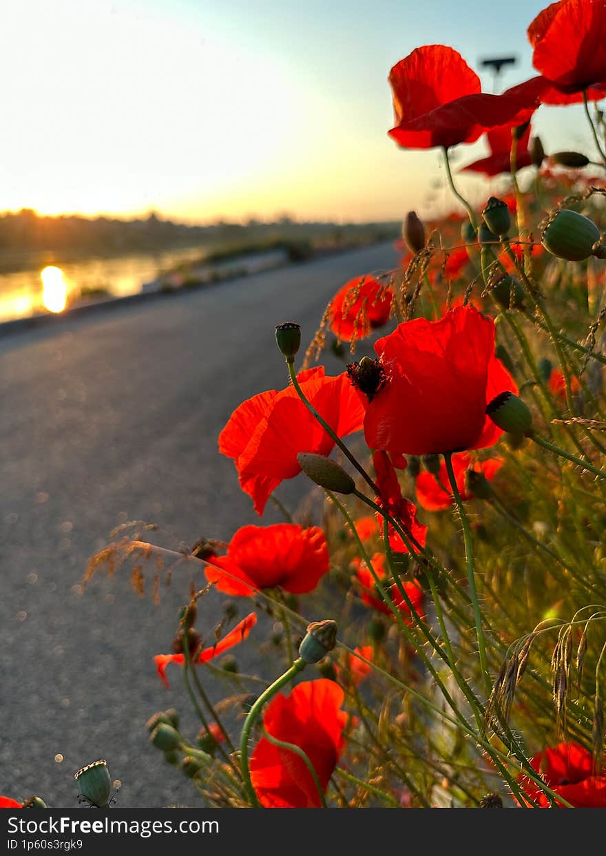 Vibrant red poppies sway gently in the warm breeze, creating a stunning contrast against the backdrop of a setting sun. The rural