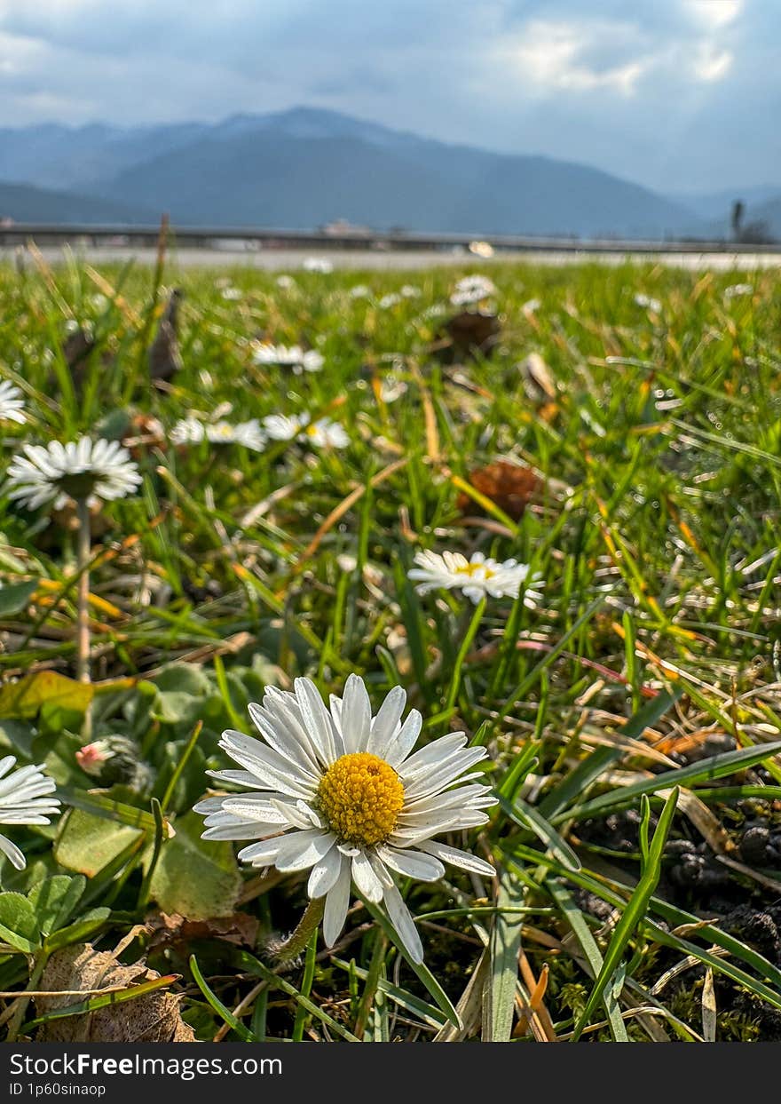 Field Of Daisies In Full Bloom, Stretching Out Beneath A Clear Blue Sky, With A Majestic Mountain Range In The Distance. The Daisi