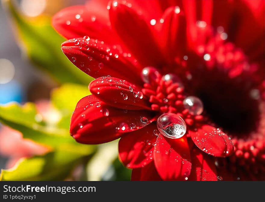 A red gerbera flower with water droplets, photographed with stacked macro and soft blur. A red gerbera flower with water droplets, photographed with stacked macro and soft blur.