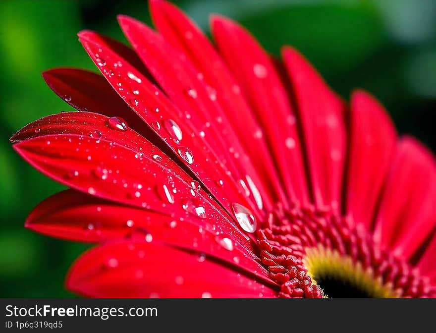 Red gerbera flower with drops on the petals. Taken with macro lens stacked. Selective focus. Blurring