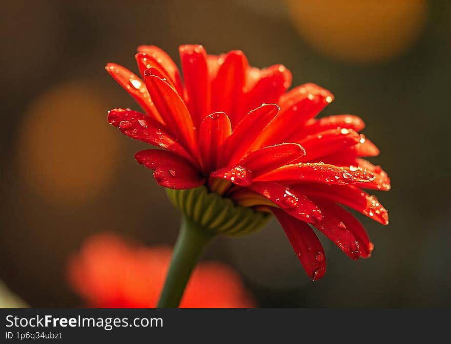 Red gerbera flower with drops on the petals. Taken with macro lens stacked. Selective focus. Blurring