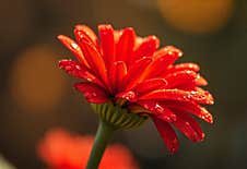 Red Gerbera Flower With Drops On The Petals. Taken With Macro Lens Stacked. Selective Focus. Blurring Stock Photos