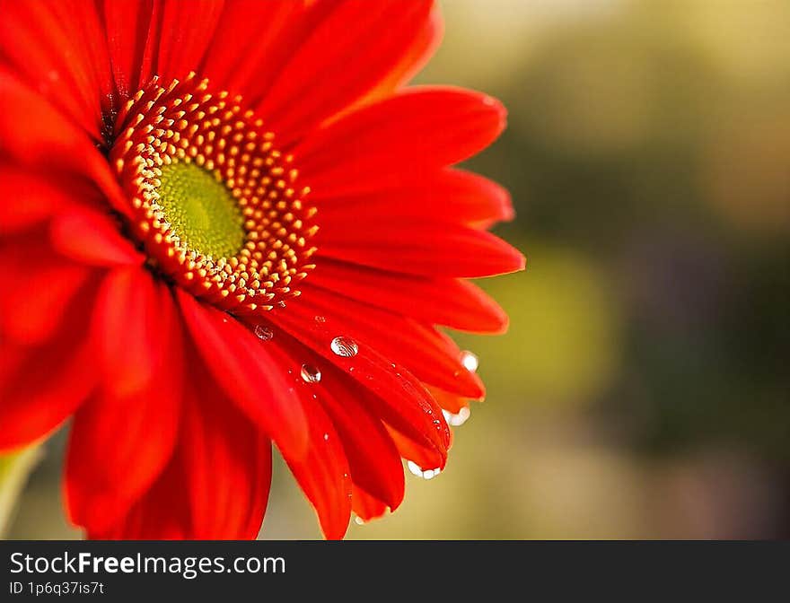 Red gerbera flower with drops on the petals. Taken with macro lens stacked. Selective focus. Blurring