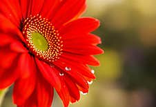 Red Gerbera Flower With Drops On The Petals. Taken With Macro Lens Stacked. Selective Focus. Blurring Stock Photography