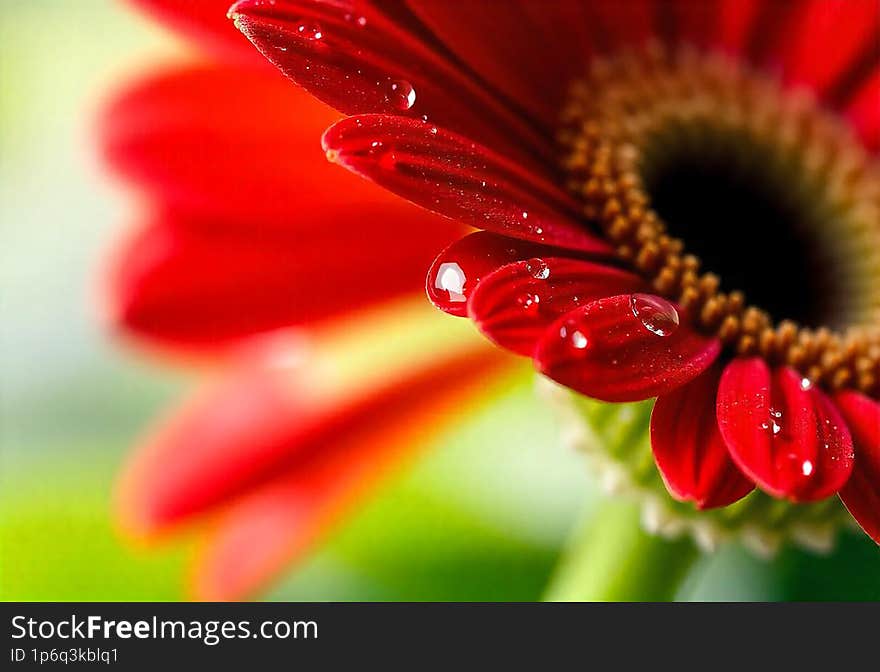 Red gerbera flower with drops on the petals. Taken with macro lens stacked. Selective focus. Blurring