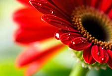 Red Gerbera Flower With Drops On The Petals. Taken With Macro Lens Stacked. Selective Focus. Blurring Royalty Free Stock Photo