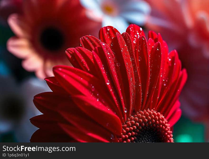 Red gerbera flower with drops on the petals. Taken with macro lens stacked. Selective focus. Blurring