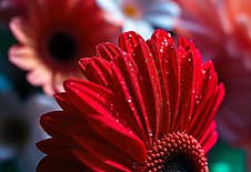 Red Gerbera Flower With Drops On The Petals. Taken With Macro Lens Stacked. Selective Focus. Blurring Stock Images