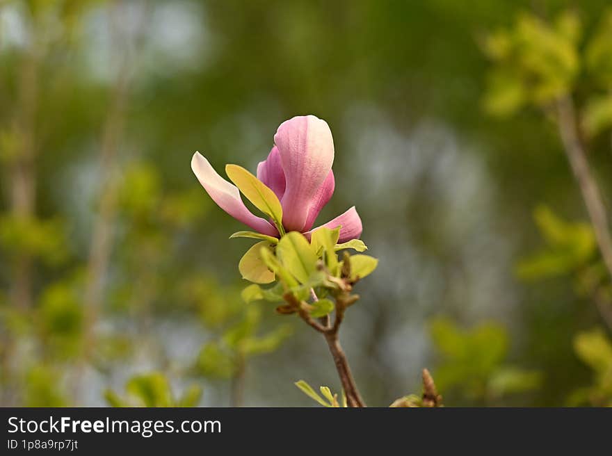 Pink magnolia flowers blooming in the mountains