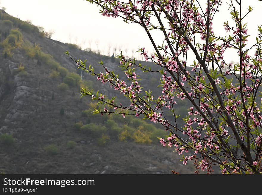 Peach blossoms blooming in spring, blooming in the mountains