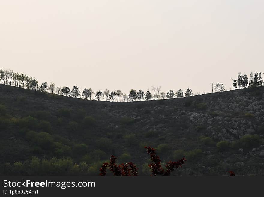 A Row Of Small Trees Dancing On The Mountain Ridge