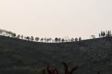 A Row Of Small Trees Dancing On The Mountain Ridge Stock Photo