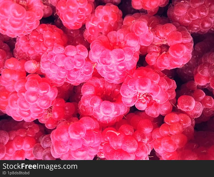 Appetising Raspberries Nestled On The Forest Floor. A Well-lit Glade In The Midday Forest High Resolution Photo. The Smallest Deta