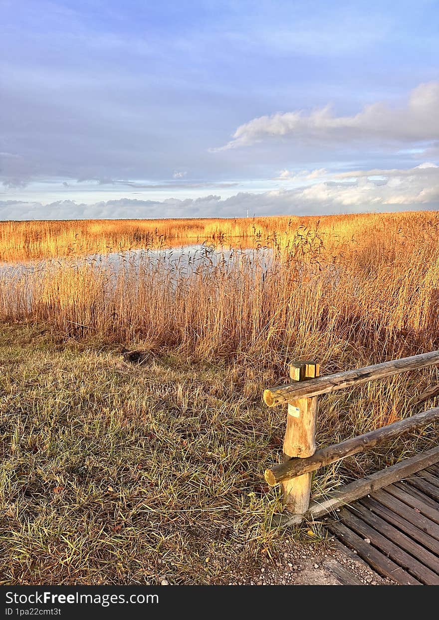 The Sunset On The Lake Kanieris In National Park Kemeri In Latvia. Sun Glare In The Reeds