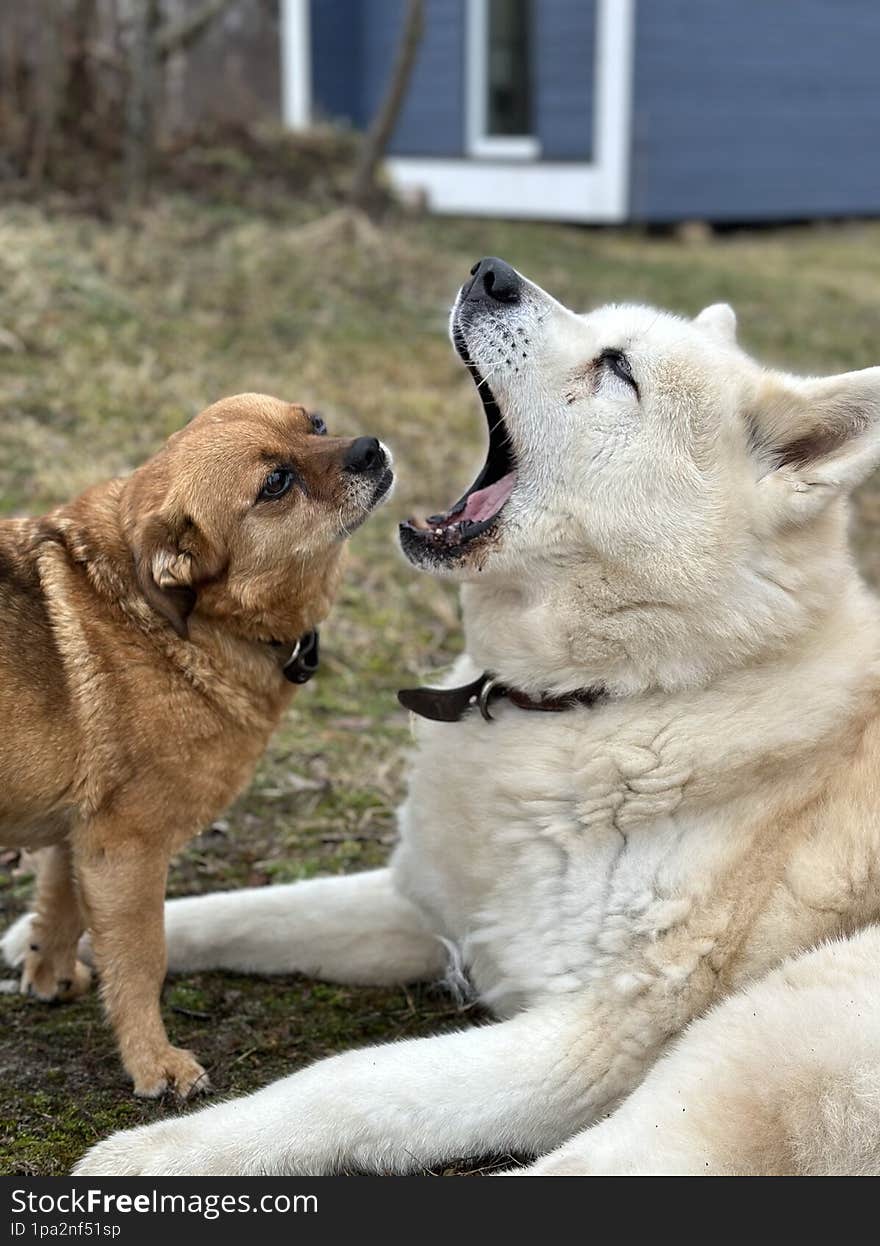 The little dog checks the teeth of the big white dog