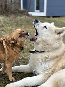 The Little Dog Checks The Teeth Of The Big White Dog Stock Images