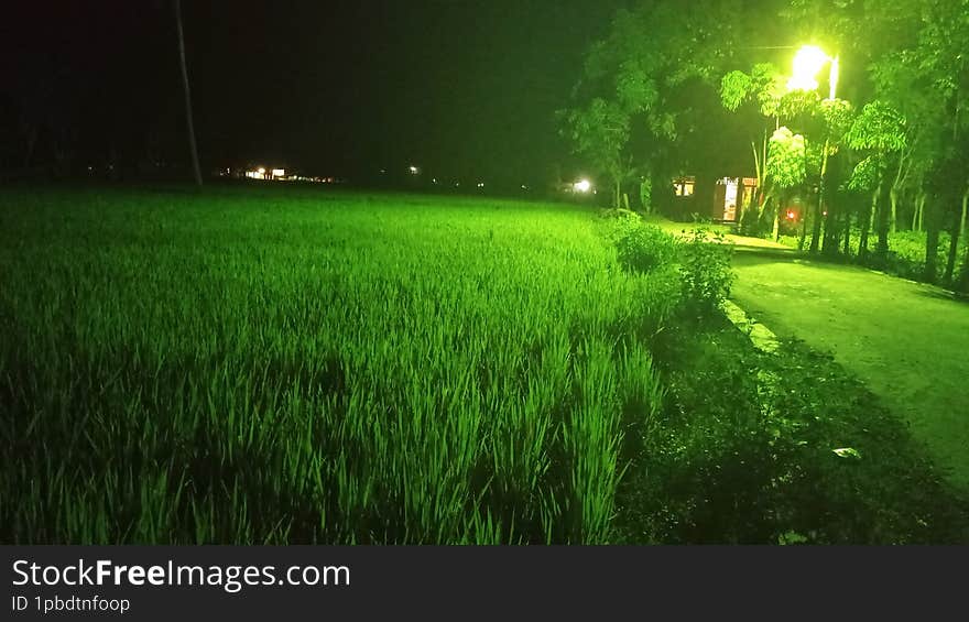 he rice fields at night are a serene and enchanting sight. The faint moonlight reflects on the water surface of the rice fields, c