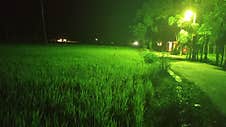 He Rice Fields At Night Are A Serene And Enchanting Sight. The Faint Moonlight Reflects On The Water Surface Of The Rice Fields, C Royalty Free Stock Photo