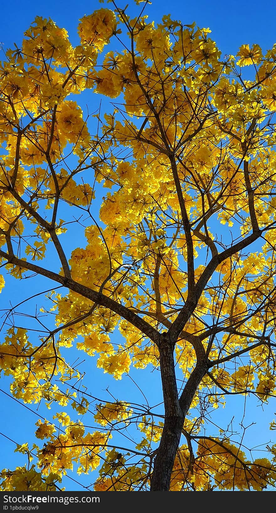 Yellow Tree In Sunlight With Flower