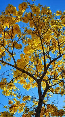 Yellow Tree In Sunlight With Flower Stock Photo