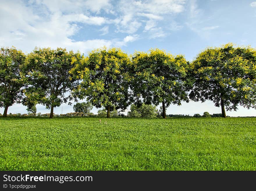 Trees in a row at the park, under blue sky with some cloud and on a green meadow