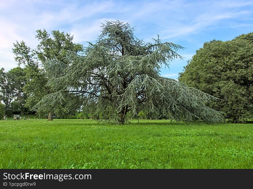 Fir on a green meadow at the park