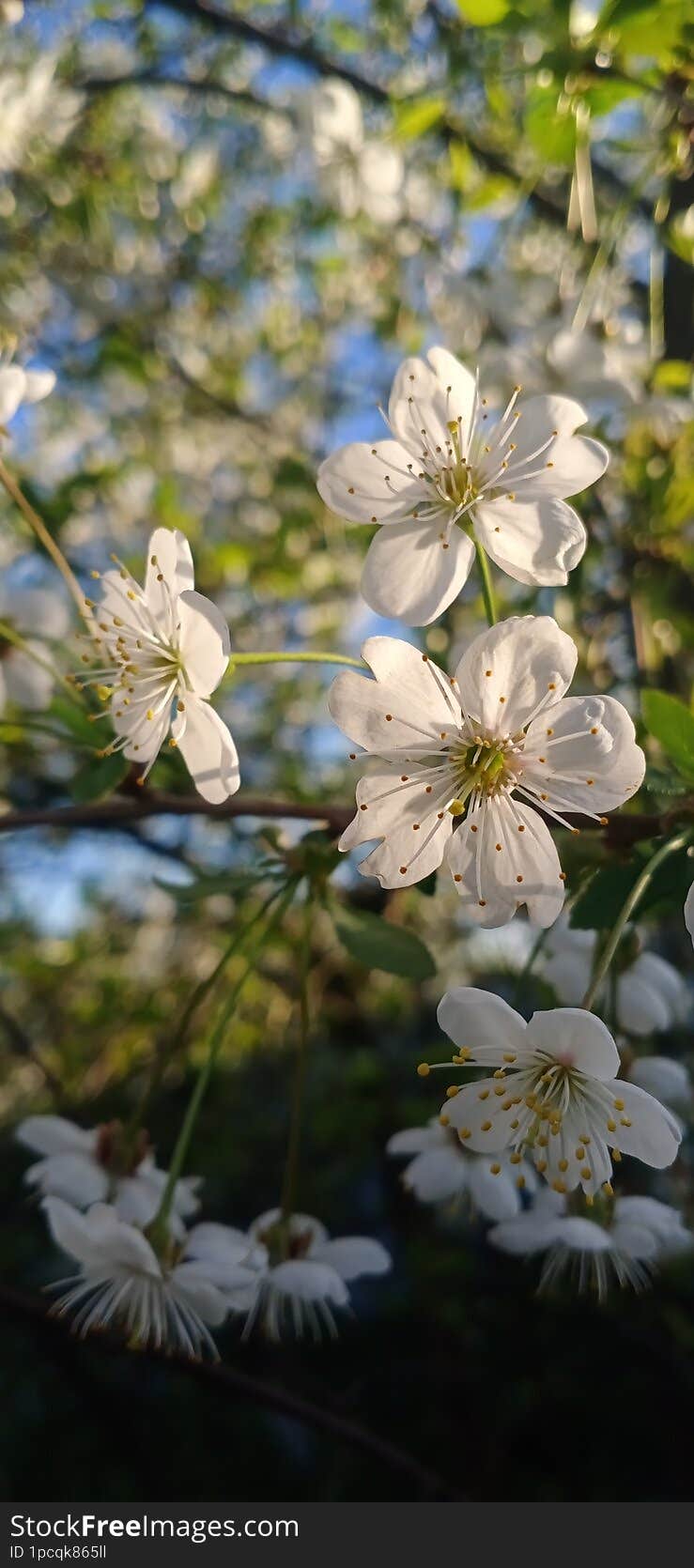 Cherry blossoms in the garden on a sunny day