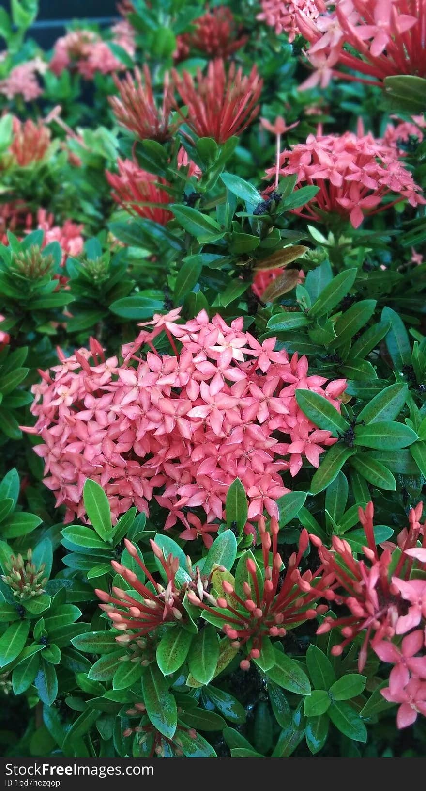 Jungle geranium flower or Ixora Chinensis is an ornamental plant that has red spike flowers and is also known as Chinese Ixora. This plant is a woody shrub that originates from Southeast Asia and has glossy dark green leaves. Jungle geranium flower or Ixora Chinensis is an ornamental plant that has red spike flowers and is also known as Chinese Ixora. This plant is a woody shrub that originates from Southeast Asia and has glossy dark green leaves.