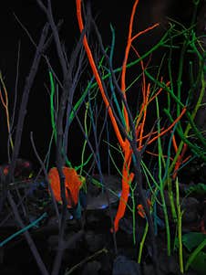 Kinds Of Glow In The Dark Plants Stock Images