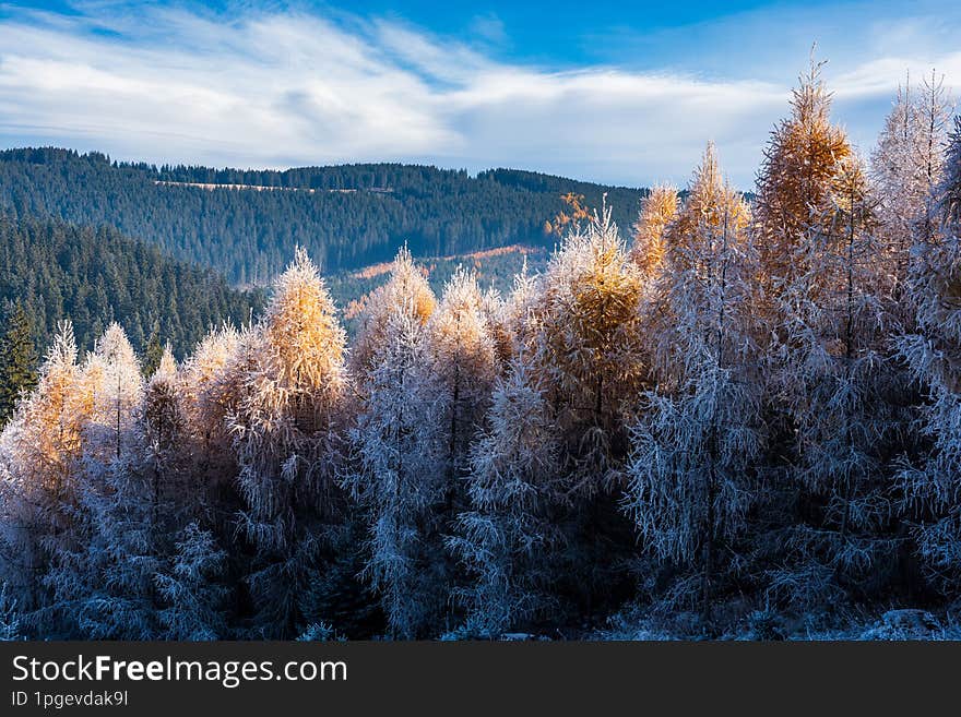 Seasonal change of the forest.