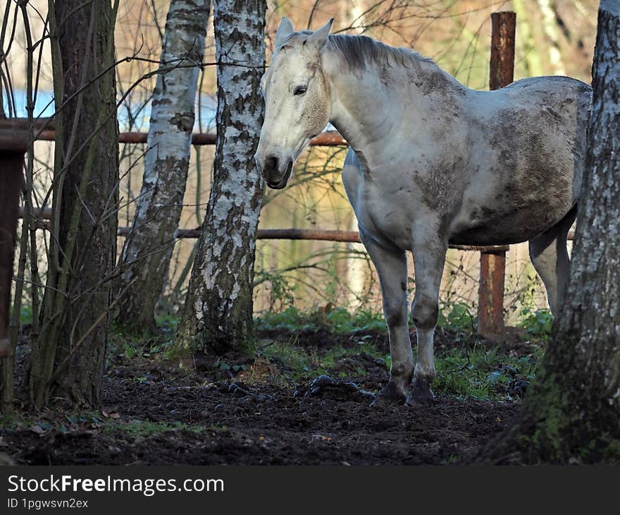 A young grey horse among the birches.horse among the birches.