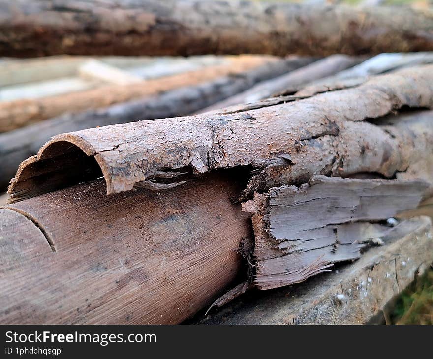 Macro of bark on grass.