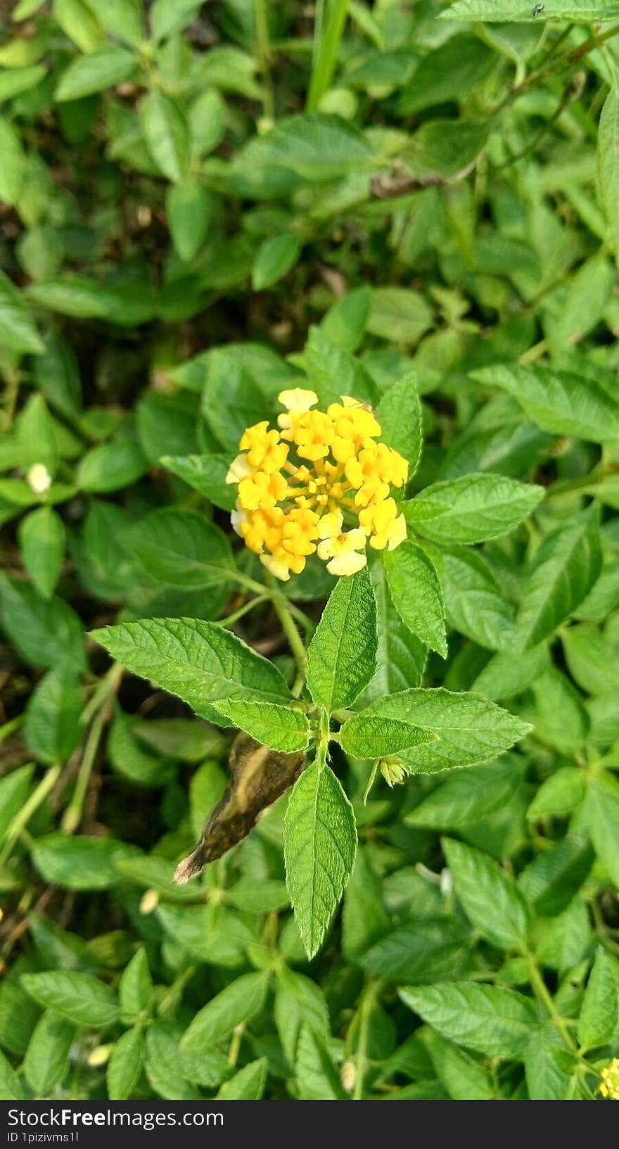 A close-up photograph of a Lantana camara flower featuring vibrant white petals with yellow centers, surrounded by fresh green lea